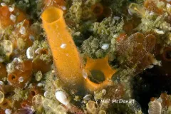 Molgula pacifica thumbnail 2