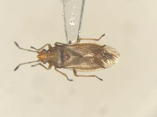 Cymus discors