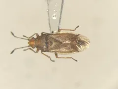 Cymus discors thumbnail 1