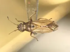 Cymus angustatus thumbnail 1