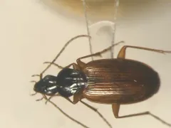 Agonum palustre thumbnail 1