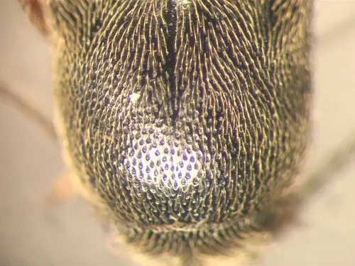 Quebec Click Beetle