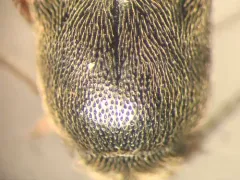 Quebec Click Beetle thumbnail 1