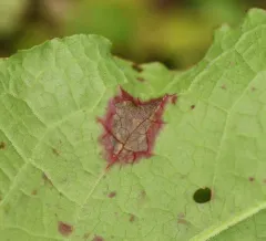 Ramularia rubella thumbnail 1