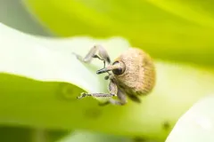 Rhinusa neta thumbnail 3