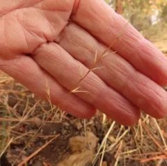 small fescue thumbnail 2