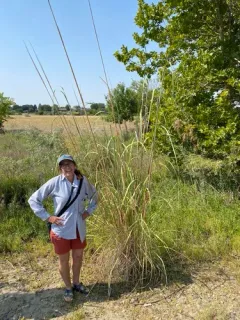 ravenna grass thumbnail 3