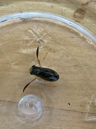 Cymatia americana