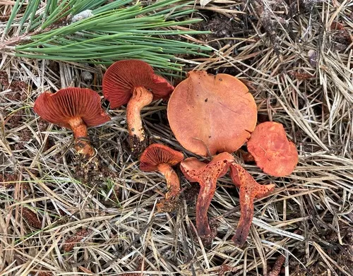 Cortinarius harrisonii