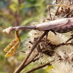 Carolina Mantis thumbnail 2