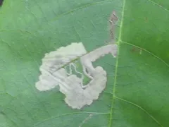 Ectoedemia trinotata thumbnail 2