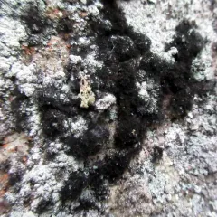 Velvet Lichen thumbnail 4
