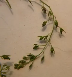 Field Bastard-toadflax thumbnail 2