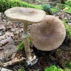 Grey-veiled Amanita thumbnail 3