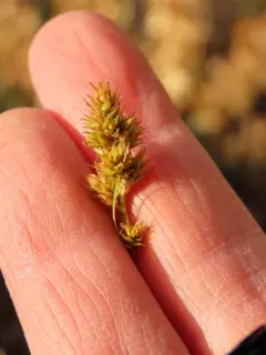 rusty slender sedge thumbnail 2