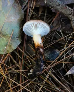 Gomphidius nigricans thumbnail 4