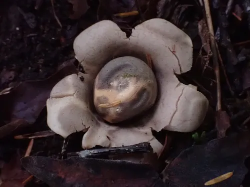 flask earthstar