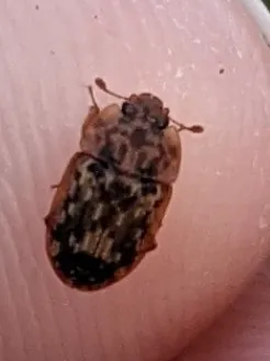 Soronia grisea
