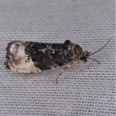 Green Budworm Moth thumbnail 4