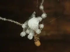 Engyodontium aranearum thumbnail 2