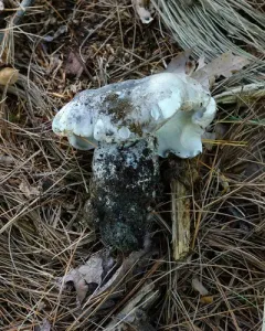 grey falsebolete thumbnail 4