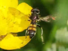 Large-spotted Forest Fly thumbnail 2