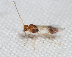 Chrysopophthorus americanus thumbnail 3
