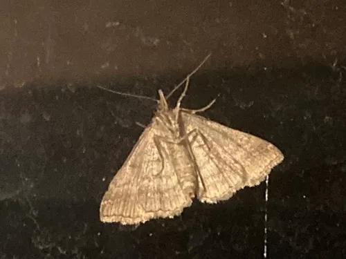 Tetanolita palligera