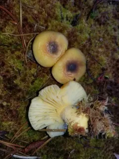 Hygrophorus boyeri thumbnail 2