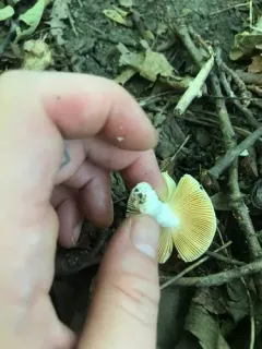 Russula lutea thumbnail 2