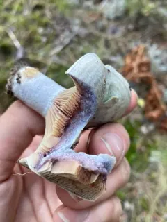 Silver-blue Milkcap thumbnail 4