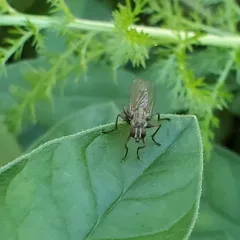 Common Tiger Fly thumbnail 5