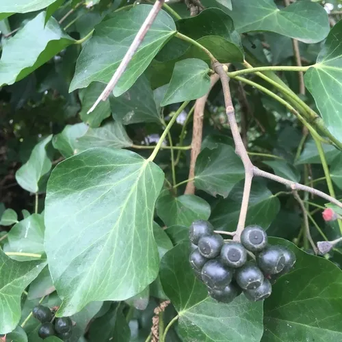 common ivy