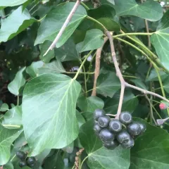 common ivy thumbnail 1
