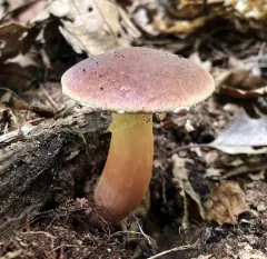 sour gold-pored bolete thumbnail 4