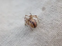 Forest Cobweb Weaver thumbnail 2