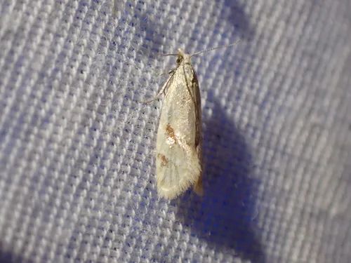 Phtheochroa aureoalbida