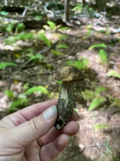 Mottled Bolete thumbnail 4