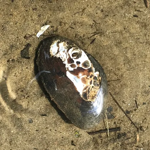 Eastern Elliptio