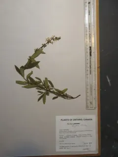 Hyssopleaf Hedgenettle thumbnail 3