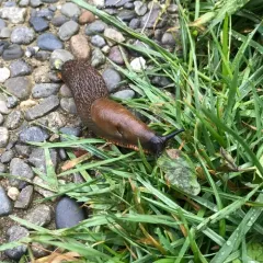Black Slug thumbnail 4
