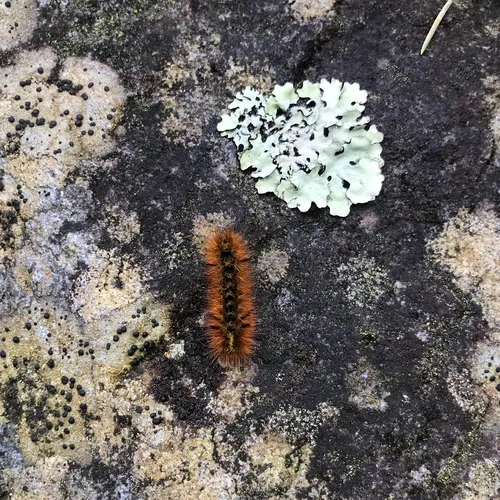 Silver-spotted Tiger Moth