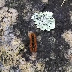 Silver-spotted Tiger Moth thumbnail 1