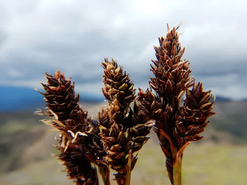 blackened sedge
