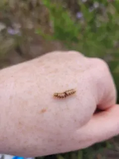Coastal Plain Meganola Moth thumbnail 3