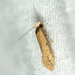 Curved-lined Homostinea Moth thumbnail 3