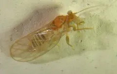 Cacopsylla negundinis thumbnail 2