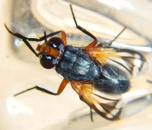 Euthera tentatrix