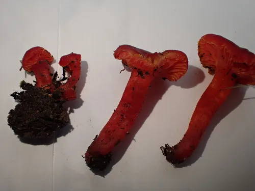 shadowed waxcap