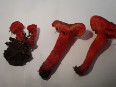 shadowed waxcap thumbnail 1